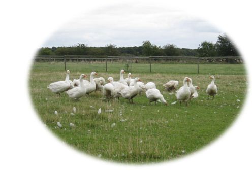 lincolnshire geese