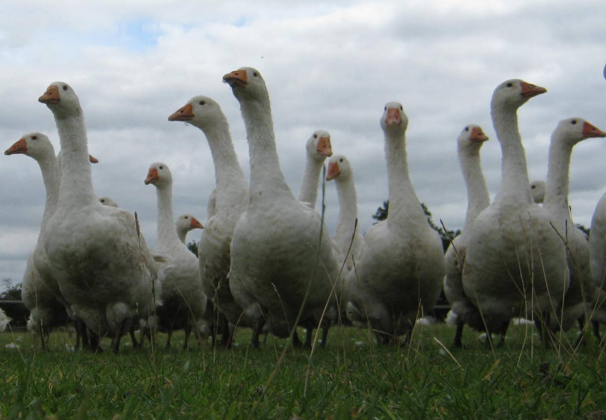 lincolnshire geese