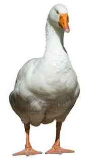 lincolnshire geese